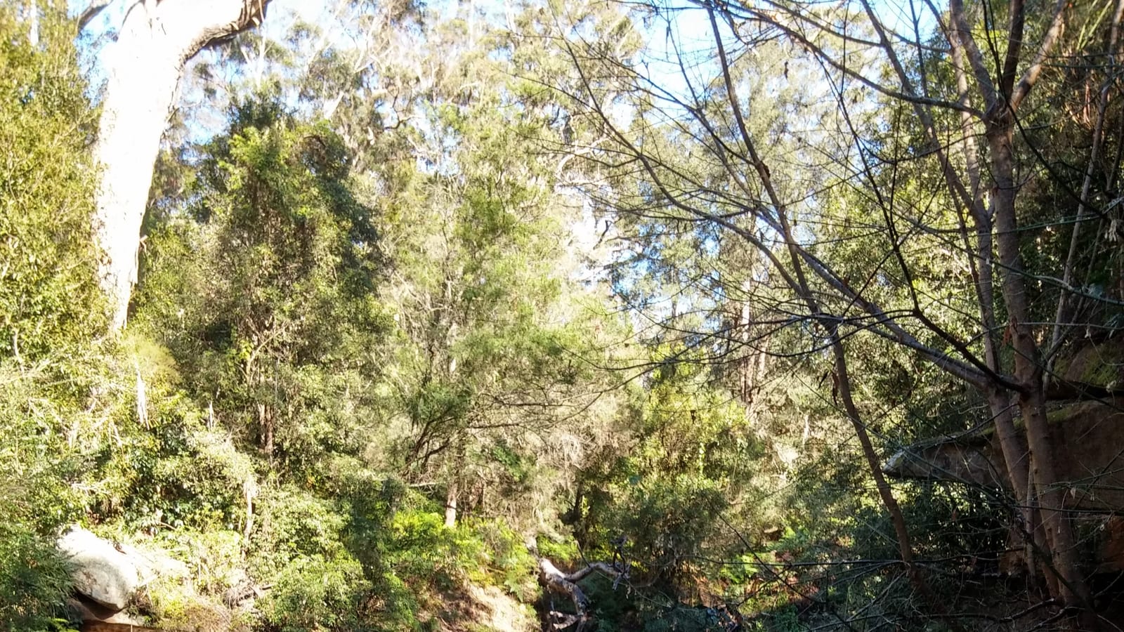 Wooded creek landscape photographed in Dural