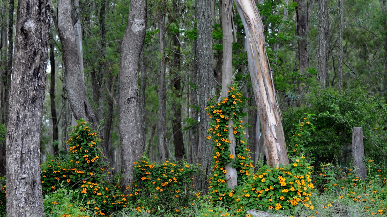 Wild vegetation photographed in Glenorie