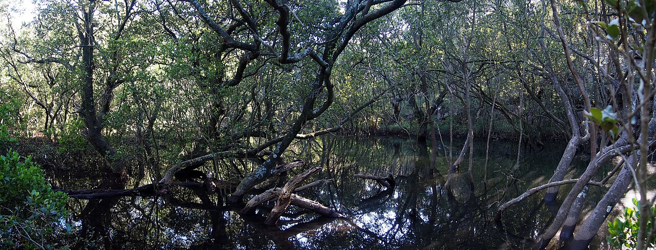 Buffalo Creek in Lane Cove National Park