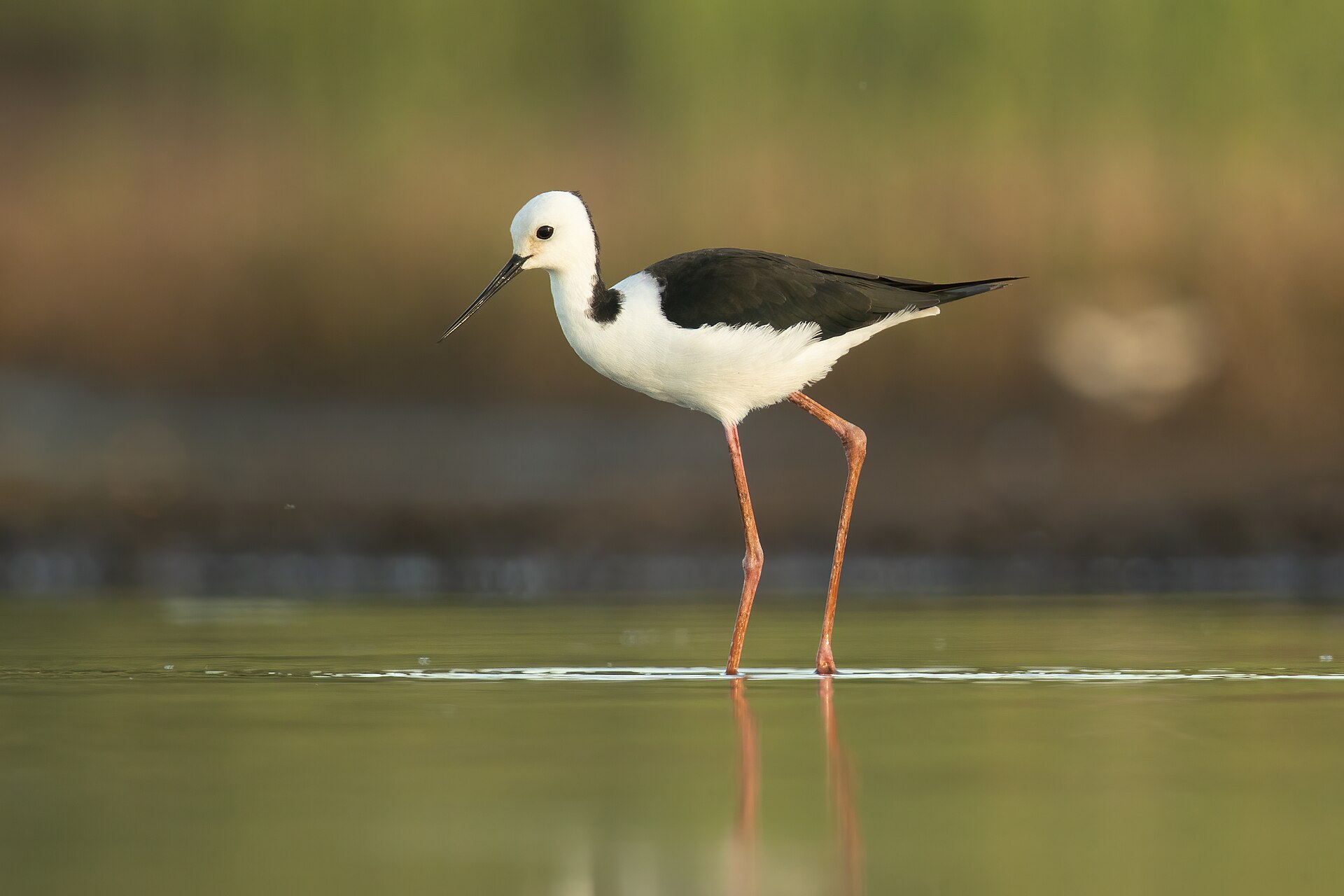 Pied stilt photographed at Pitt Town Lagoon