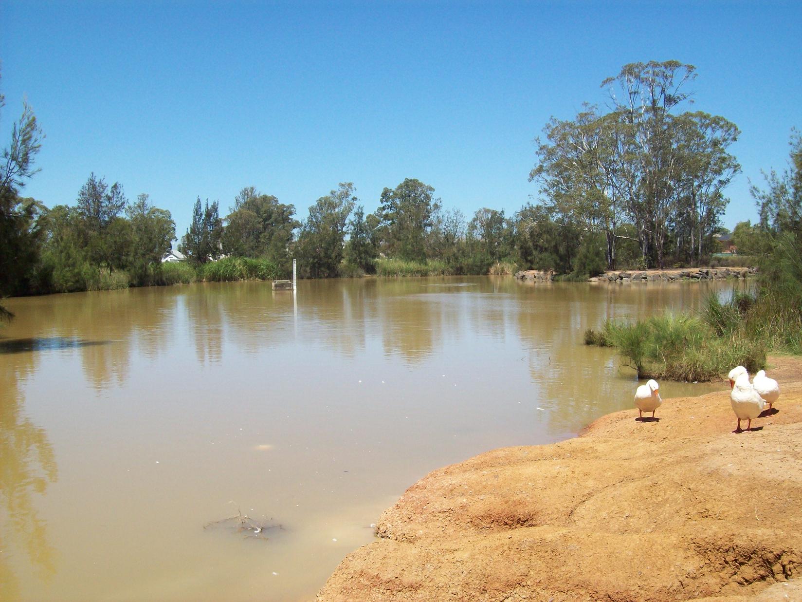 Water, trees and ducks at the stormwater basin in Plumpton Park