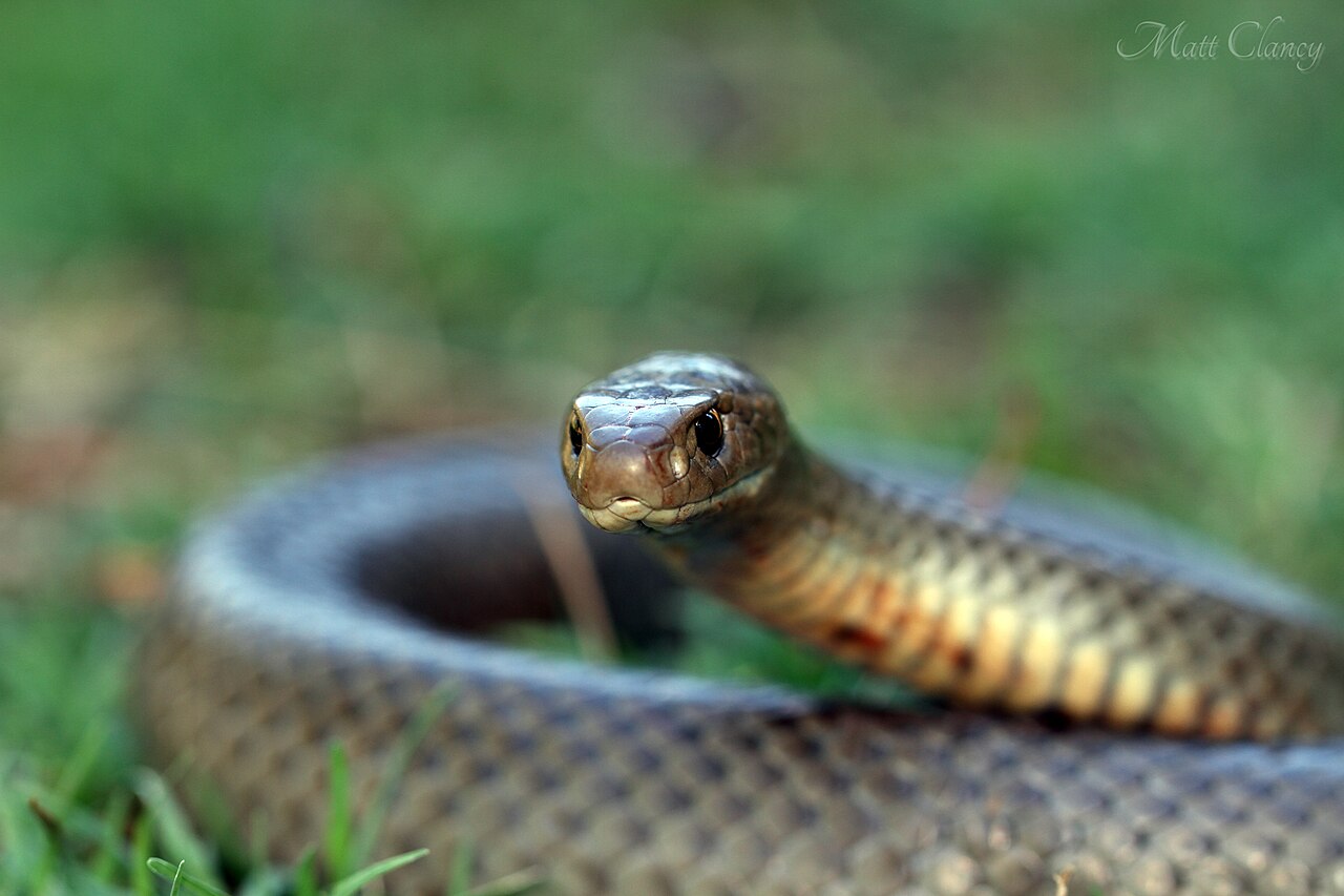 Eastern brown snake on natural ground