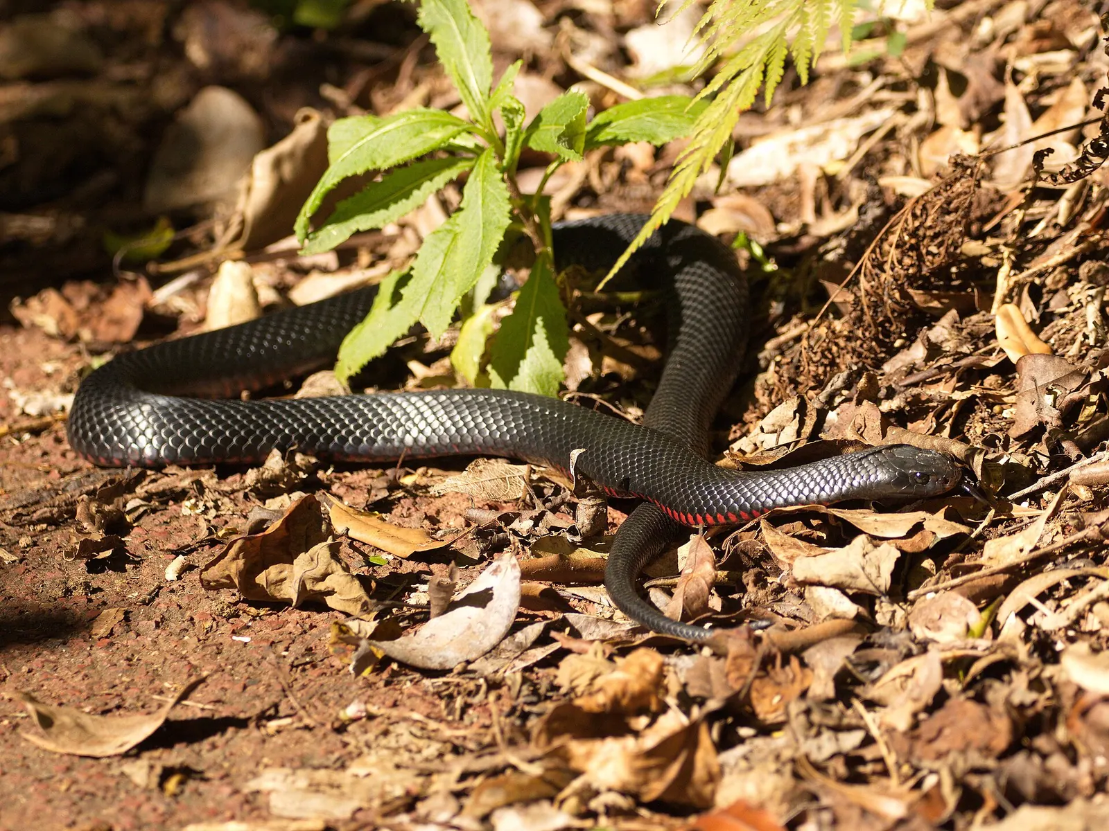 Red-bellied black snake in leaf litter